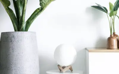 Deze 6 luchtzuiverende planten overleven het wel op kantoor